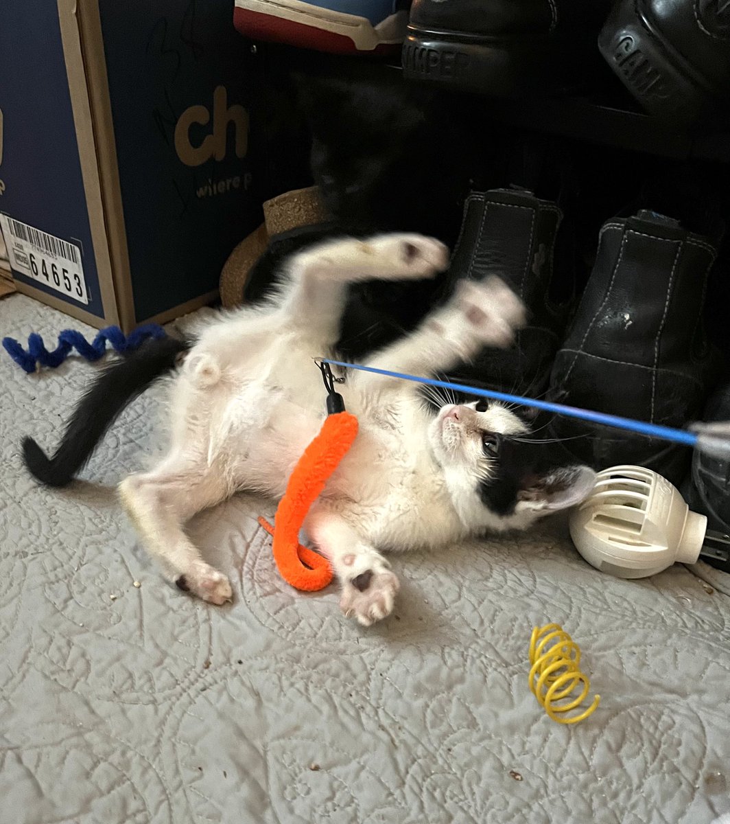 Hoarding Enabler on Twitter "Hey anybody want to adopt a kitten? In