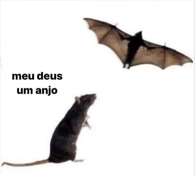 snoopa de azevedo tweet media