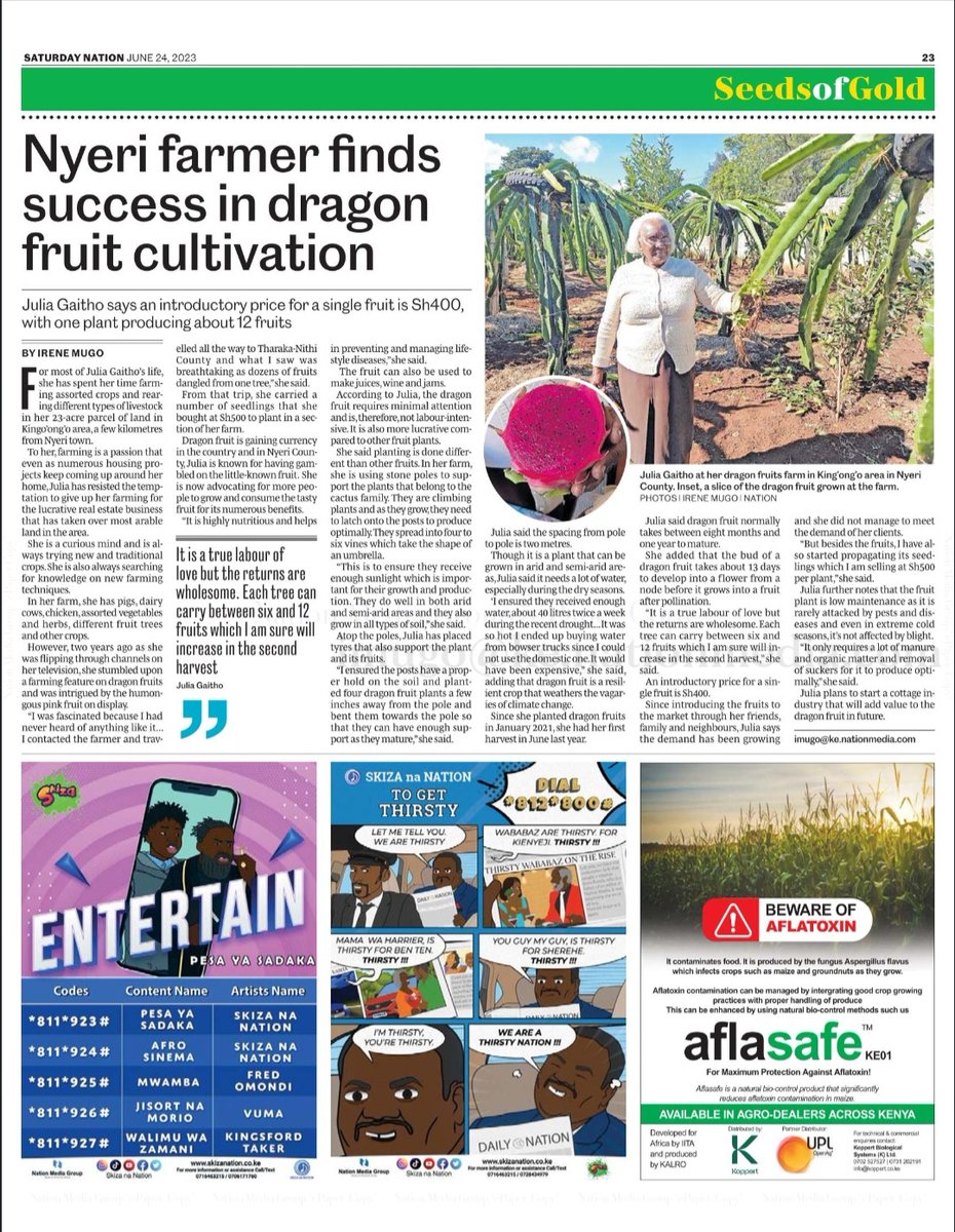 If you make a casual stroll or drive to King'ong'o in #Nyericounty people have converted arable land to takeup real estate projects in the area. Not for Julia Gaitho who keeps practicing farming on new and traditional crops on her 23-acre land. Her latest interest is dragon fruit