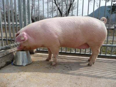 ブタの画像を見ていたら…デブの形容詞とされるほどたるんだ身体ではないのでは？と思った！