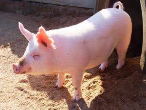 ブタの画像を見ていたら…デブの形容詞とされるほどたるんだ身体ではないのでは？と思った！