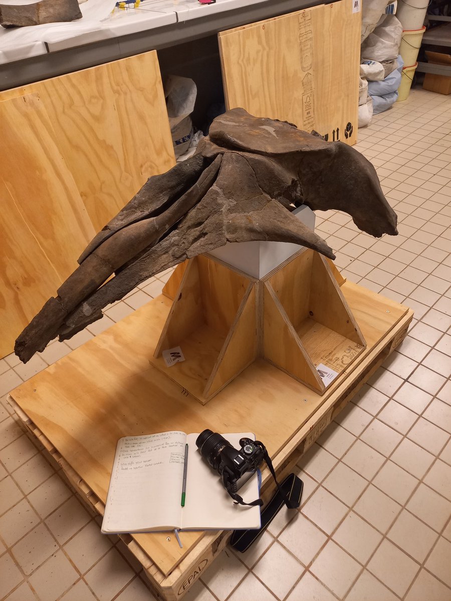 #FossilFriday Balaenella brachyrhynus a Pliocene right whale from Belgium. Very nice skull under preparation at @RBINSmuseum