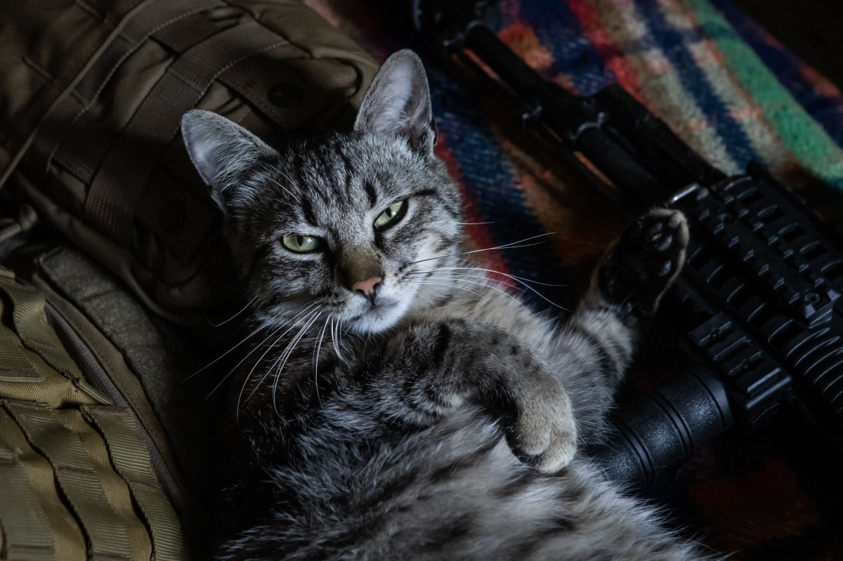 Feline Defence Force 🇺🇦 tweet media