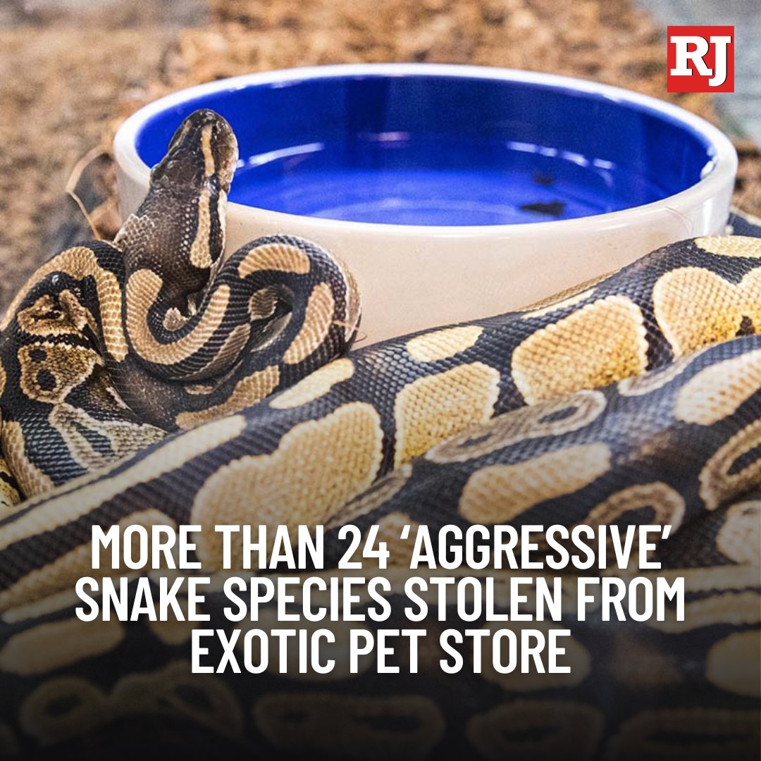 Las Vegas ReviewJournal on Twitter "Wild Things, an exotic pet store
