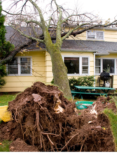 HCEDPermits's tweet photo. Did you sustain damage to your home from the recent windstorm event? If so, you may look up and download your storm event repair permit by visiting: https://t.co/aeKsIsmejC
For questions, contact the Permits Office at (713) 274-3900.
#windstormevent #storm #precinct1 #oem https://t.co/4lRGFixfvF