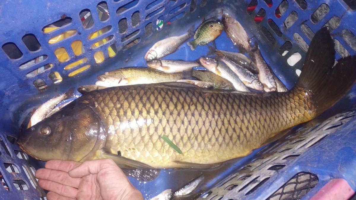SirJeeters's tweet photo. #BigBaits $DUMMY https://t.co/IUPFyj2JRF