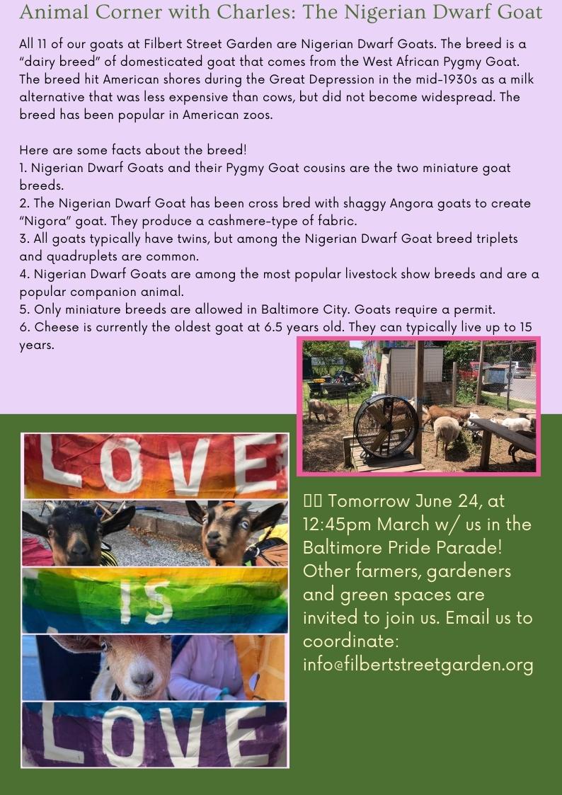 News from Filbert Street Garden: Native Plants, Pollinators, and Open House! Join us for an Open House on Wednesday, June 28! Honey tasting, a preview of improvements, and more! mailchi.mp/filbertstreetg…