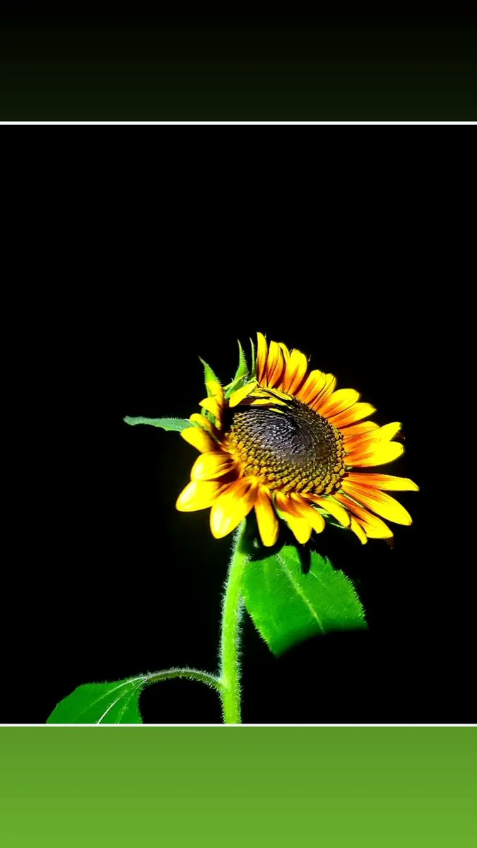 MAYAKIGARDENS's tweet photo. AUTUMN BEAUTY SUNFLOWERS ARE BEAUTIFULLLLLL... 

This just opened up.. 

@RICOVI_B https://t.co/xYmL9ejW1C