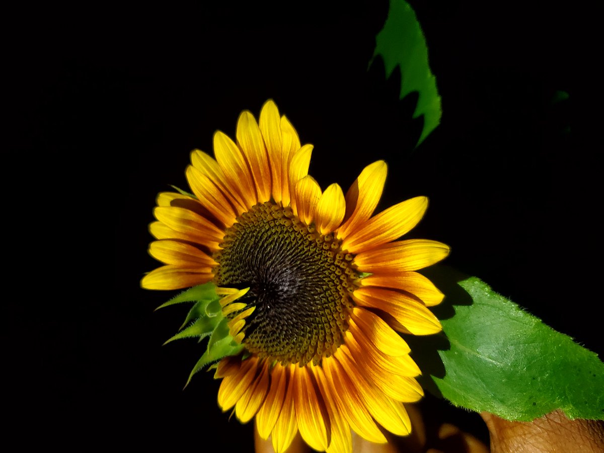 AUTUMN BEAUTY SUNFLOWERS ARE BEAUTIFULLLLLL... 

This just opened up.. 

<a href="/RICOVI_B/">ĐA℟Ŧℍ SUC₵UBUS</a>
