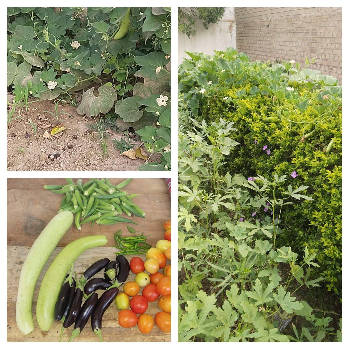 HadiChitrali's tweet photo. Kitchen Gardening is a healthy activity.❤️ https://t.co/xaMQukWbEq