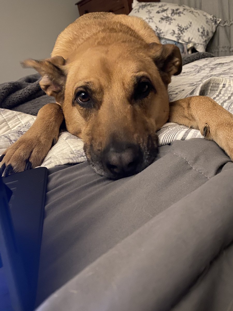 williePodom's tweet photo. @VanLathan I got Covid on a business trip, Ginger is keeping me company while I quarantine away from my family https://t.co/iyRWg1tqd6