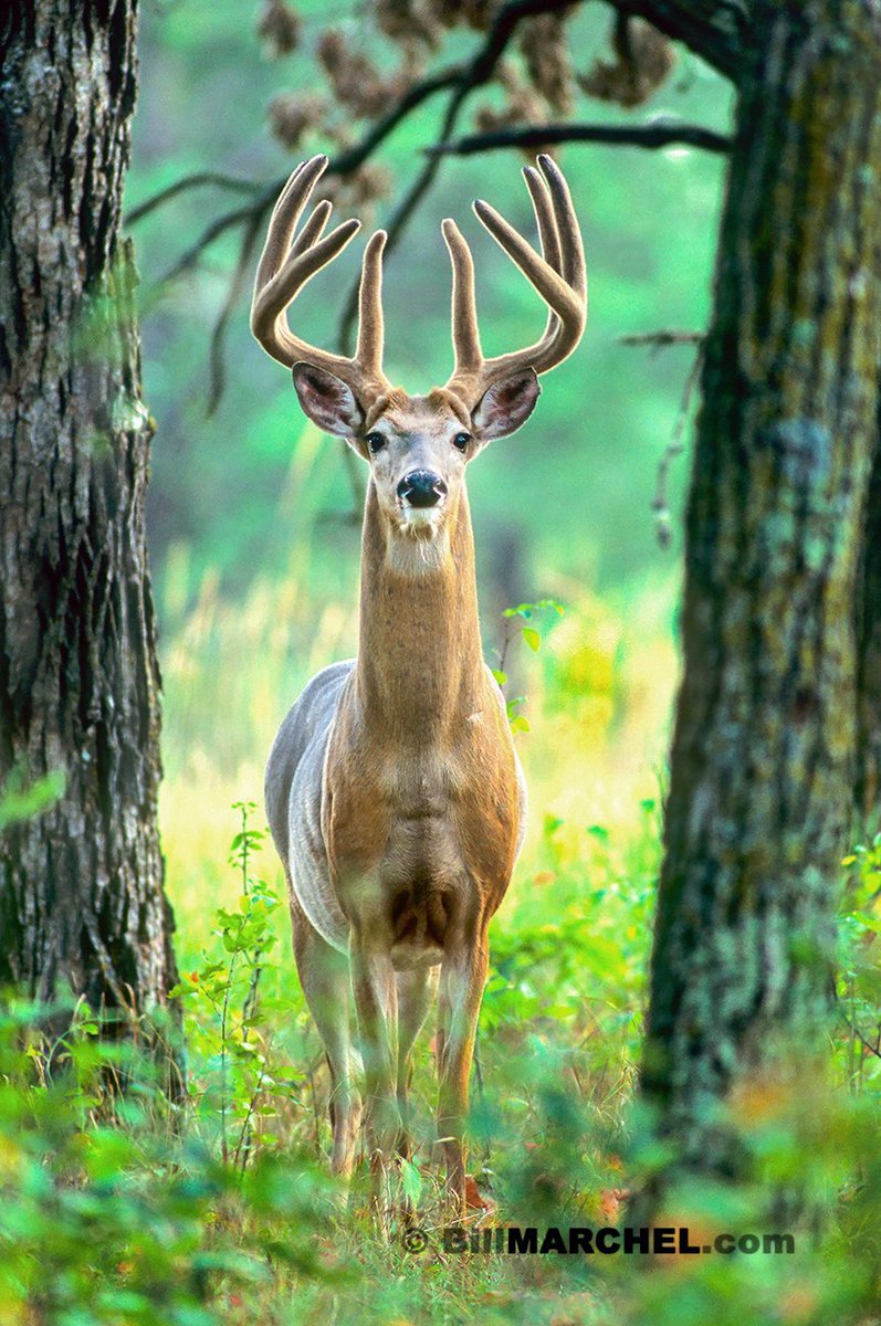 Huntinglover559's tweet photo. Wow! what a beauty...
#deer #hunt https://t.co/SzvPfs9s8V