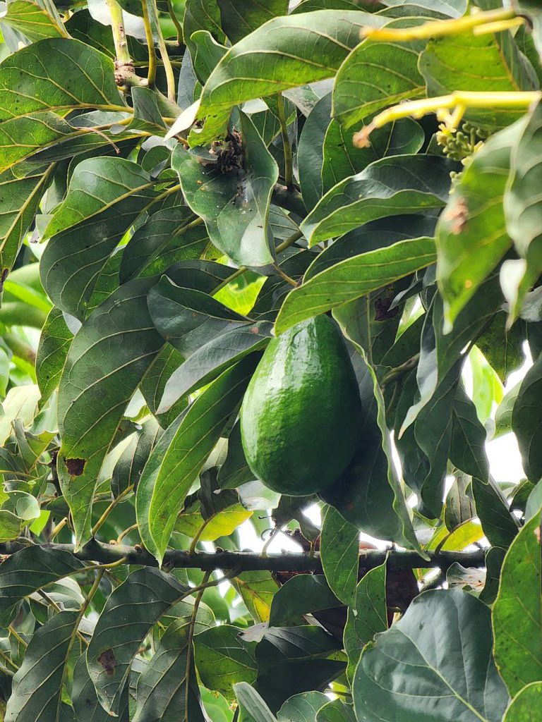 Lohena Reverón tweet media