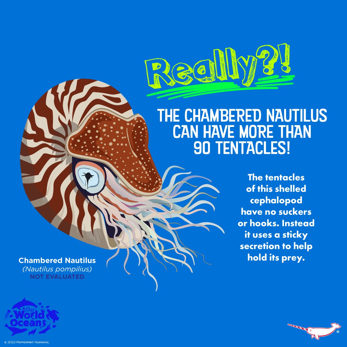 #REALLY #ChamberedNautilus
#CephalopodWeek 
#OurWorldOceansMonth

Shop #PeppermintNarwhal
peppermintnarwhal.com

#Cephalopod  #Nautilus #OurWorldOceans #OceanMonth #Ocean