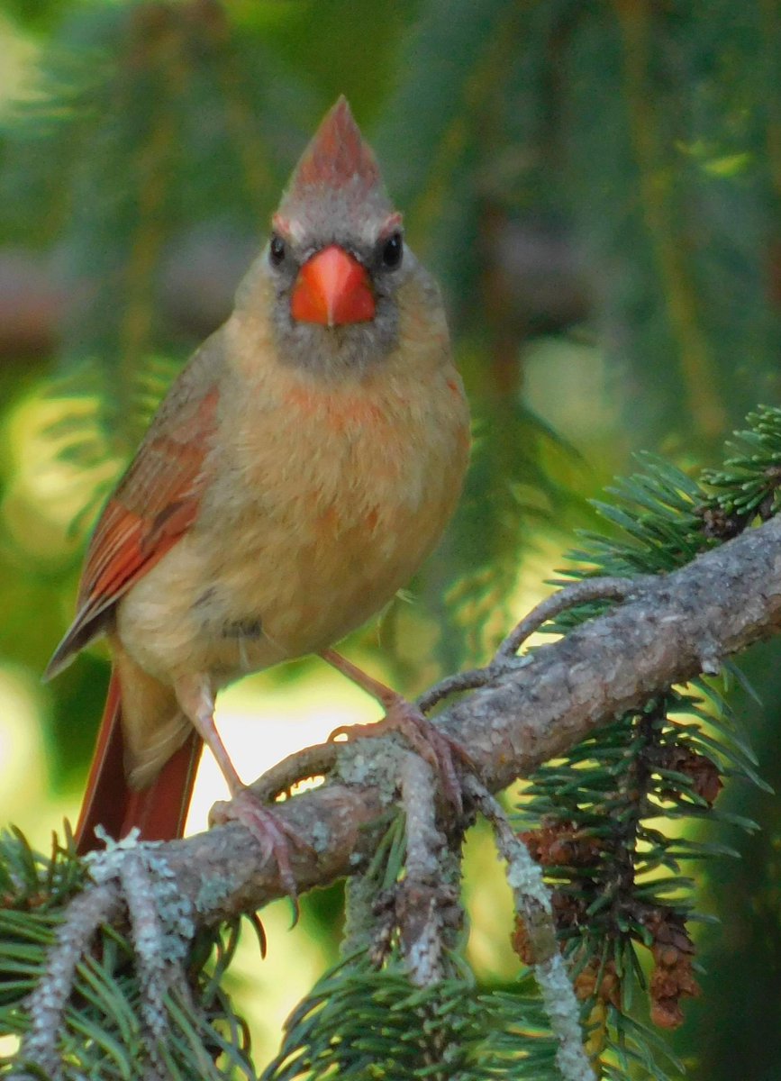 Daily bit of beautiful

Female Northern Cardinal in the late afternoon light.
Eliot Maine 

Photo by Helen Webster Drake