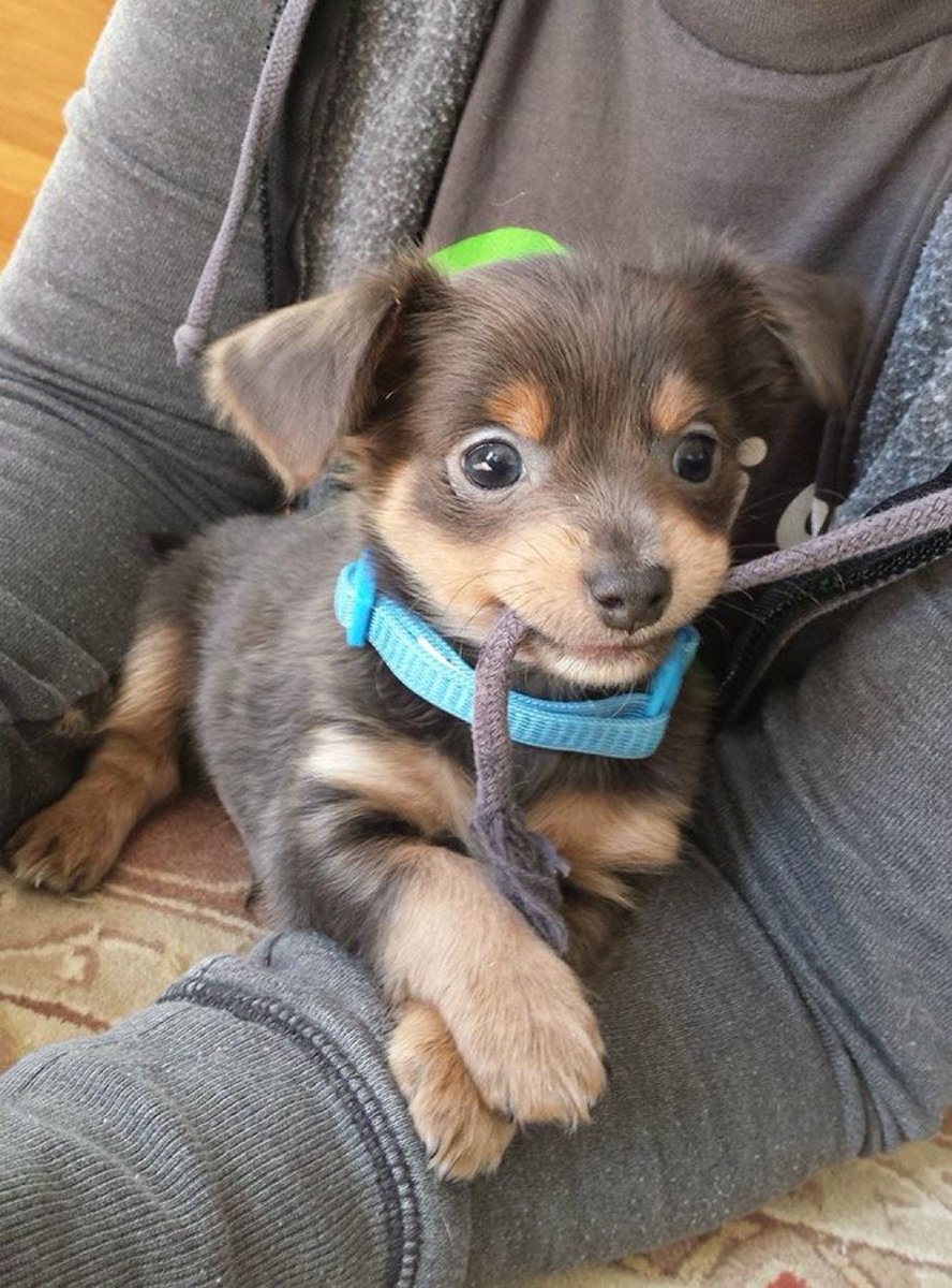 out of context dogs (@contextdogs) on Twitter photo 