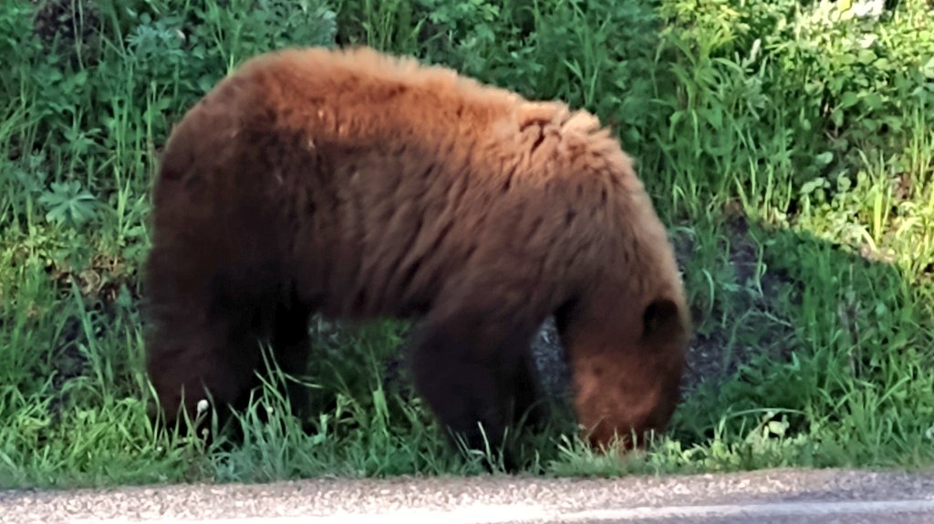 DaDverhulst's tweet photo. Getting closer to the end of the road trip.🚗 
Today...Yellowstone🐻 ➡️ Grand Tetons🏔️ ➡️ to Laramie Wyoming 🤠to have dinner with @MVEclipseBball alum and @wyo_wbb player @bailey_w_5 

Thanks Bailey! https://t.co/ITAPoRRGPA