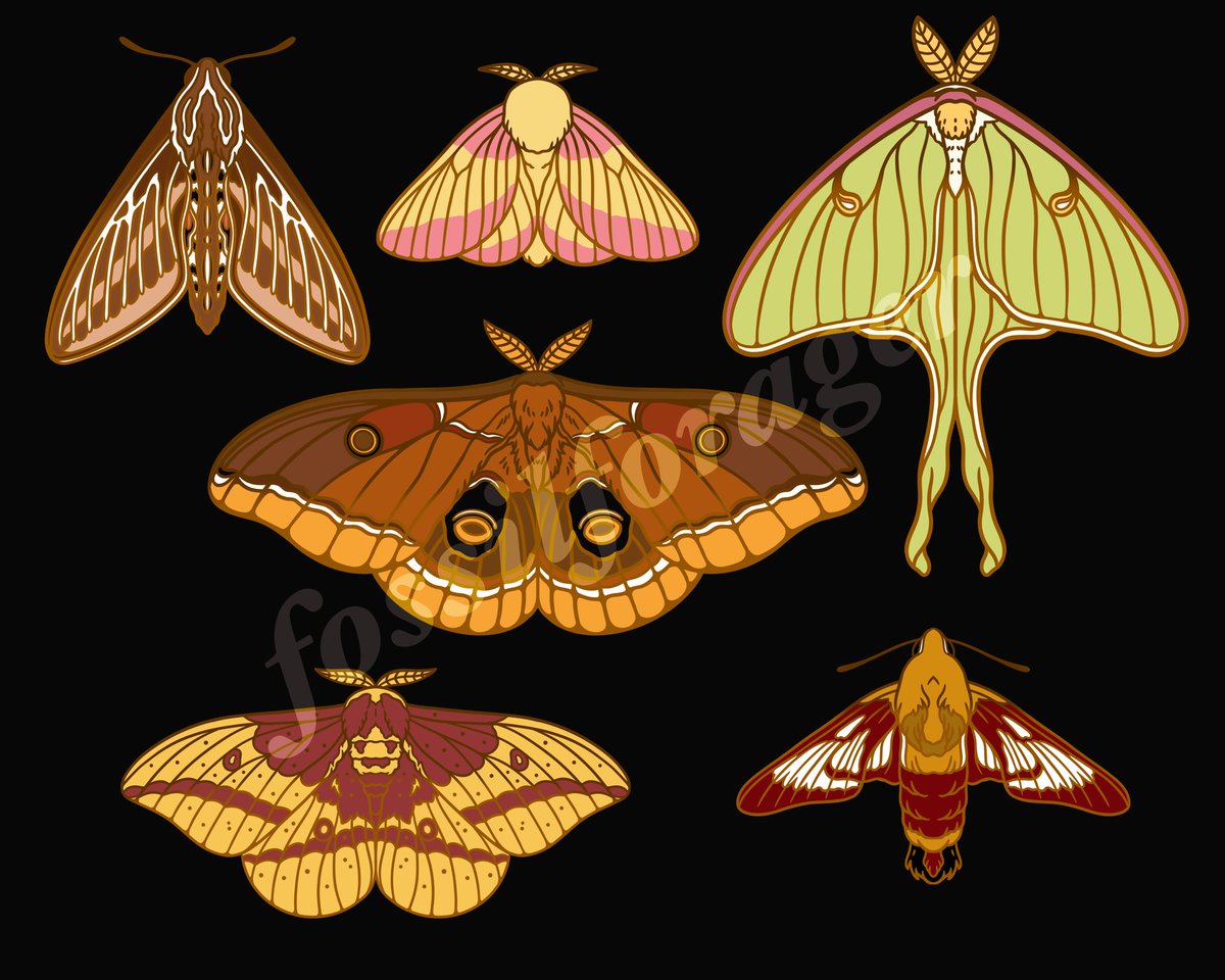 「So there are a lot of moth enamel pins o」|Nicole 🌱のイラスト