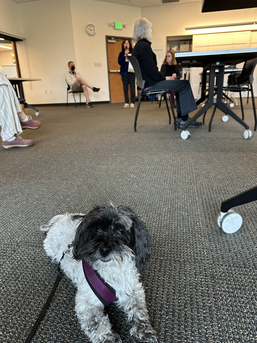 #TakeYourDogToWorkDay

“Hi, I’m Ripley and I’m currently at this meeting.”
