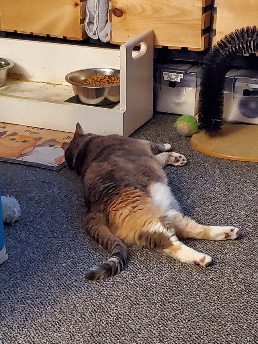 j_anselowitz's tweet photo. #Nascarkitty gave up on the truck race in stage 2 and wanted a snack but didn't quite make it... been there since then, waiting on @XfinityRacing tomorrow and getting her @JCR_Clements51 shirt on https://t.co/ITUhDsSRbL