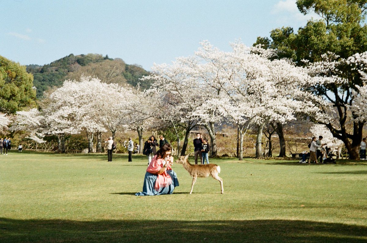 jsarao23's tweet photo. kyoto caught on film, kodak gold 200 https://t.co/7qewf7sA8w