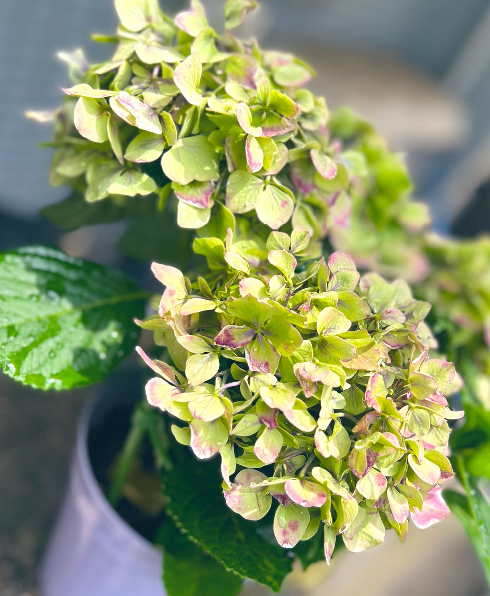 アジサイ 大きい 緑色 葉 楽天市場】紫陽花 常緑アジサイ 【新常山錦 斑入り】 3.5号