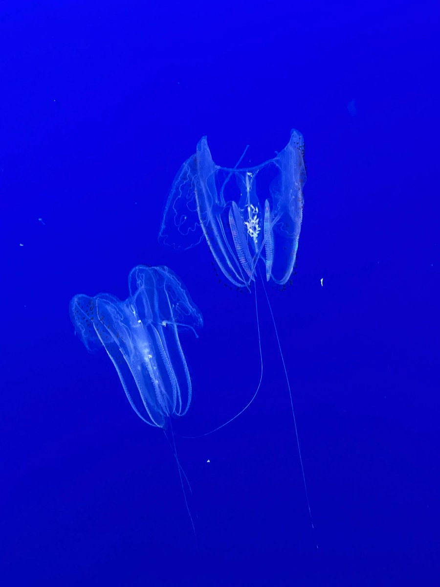 Milissa97311699's tweet photo. San Francisco
aquarium https://t.co/TKiB0t0xtL