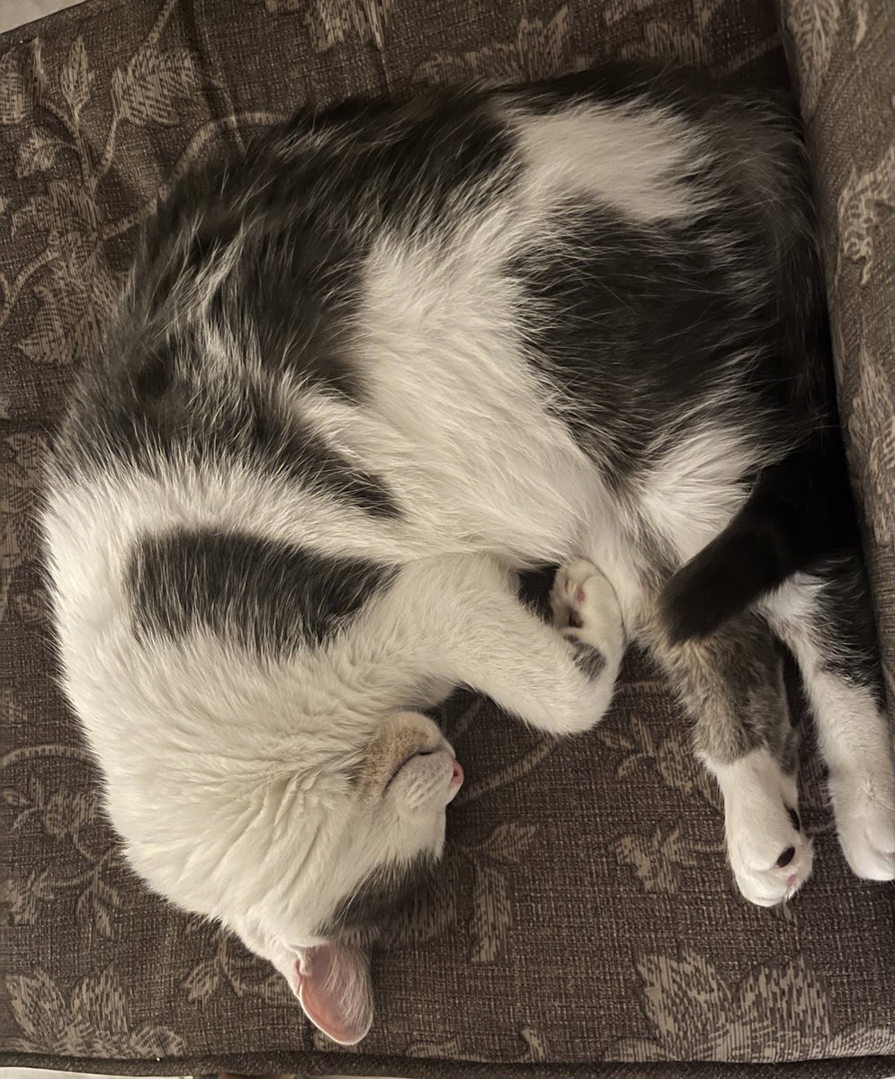 SandyBozo's tweet photo. @KaeyHz kitty https://t.co/bKw5NIr0bt