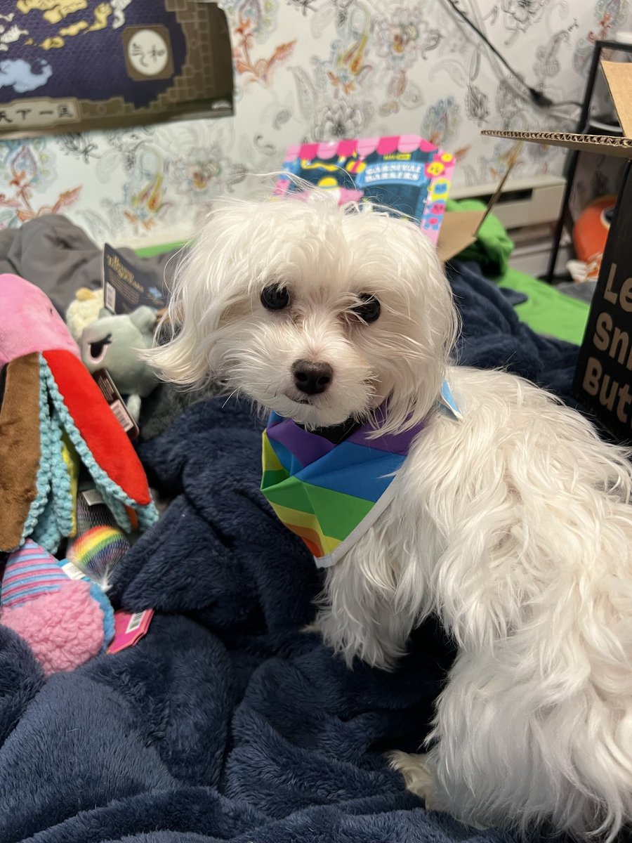 Johnny3594's tweet image. Casper is ready for Pride weekend! 🏳️‍🌈 🏳️‍⚧️!!! #LGBTsupport #puppy