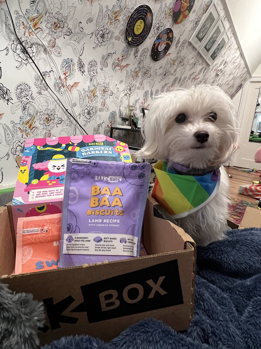 Johnny3594's tweet image. Casper is ready for Pride weekend! 🏳️‍🌈 🏳️‍⚧️!!! #LGBTsupport #puppy