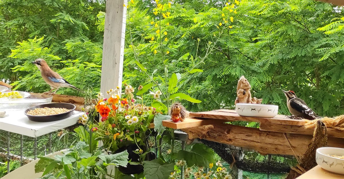 hessin1969's tweet photo. Manchmal kommt der Vogel geflogen und setzt sich nieder. 
#Eichelhäher #Buntspecht #Mittelspecht #gartenvögel https://t.co/3WJYCgCKao