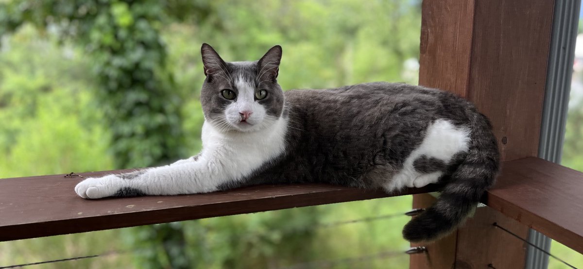 RealRuggle's tweet image. Hey frens! 😻