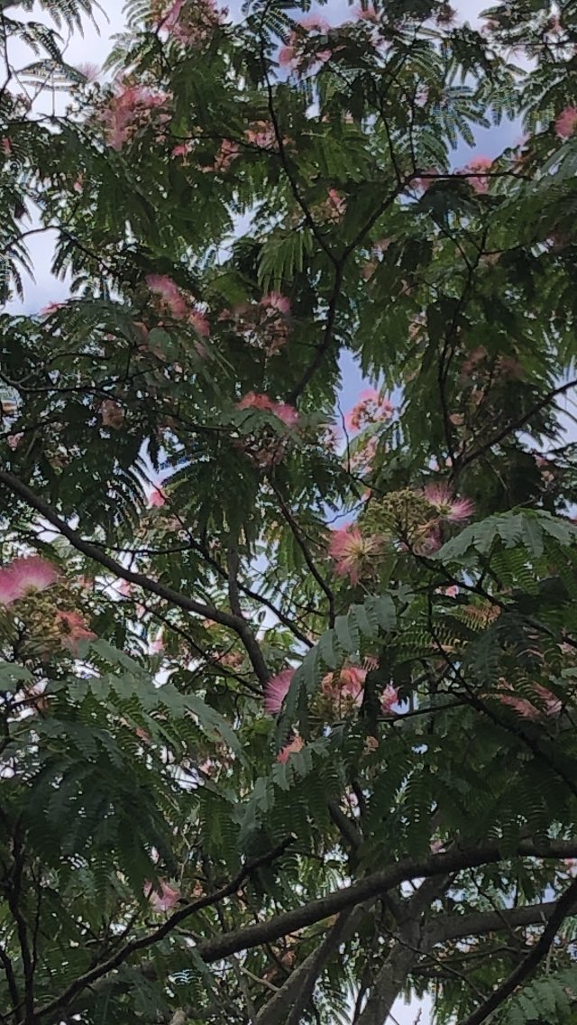 淡いピンクの花満開 #ねむの木