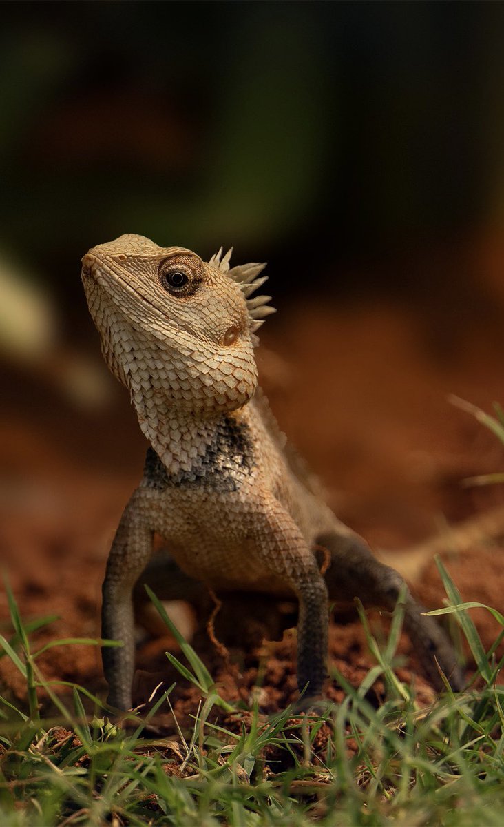 Indian Chameleon. Indian Chameleon #chameleon #chameleons #chameleons_of_instagram @
#chameleons_of_ig 
@natgeo @natgeowild @bbcwildlifepotd @bbcwildlifemagazine @wwf @igscwildlife @wildlifeaddicts@animalplanet @discoverychannelin @discovery.wild @NIffeatue @indianw