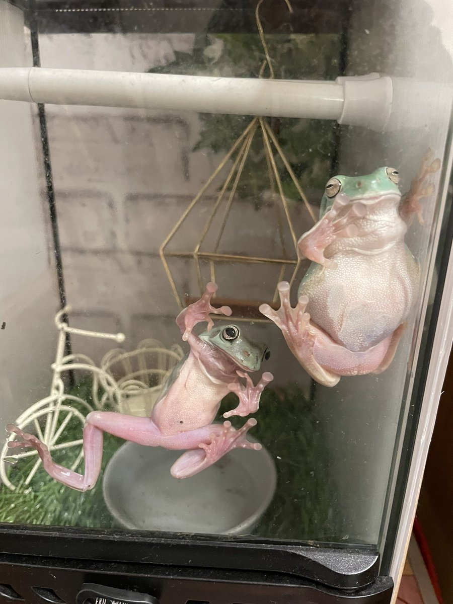 カルガモ走行練習するケロ🐸

#高速料金
#カエルは支払い必要？
#お得だけと捕まるケロww