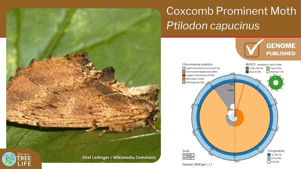 darwintreelife's tweet image. Our latest #DarwinTreeOfLife #GenomeNote: the Coxcomb Prominent🦋(Ptilodon capucinus)

Thanks to @diarsia @pickeletto @GenomeWytham @OxfordBiology @NHM_Science @SangerToL and all who helped generate this #genome🧬  

📑Read more @WellcomeOpenRes:
wellcomeopenresearch.org/articles/8-242
