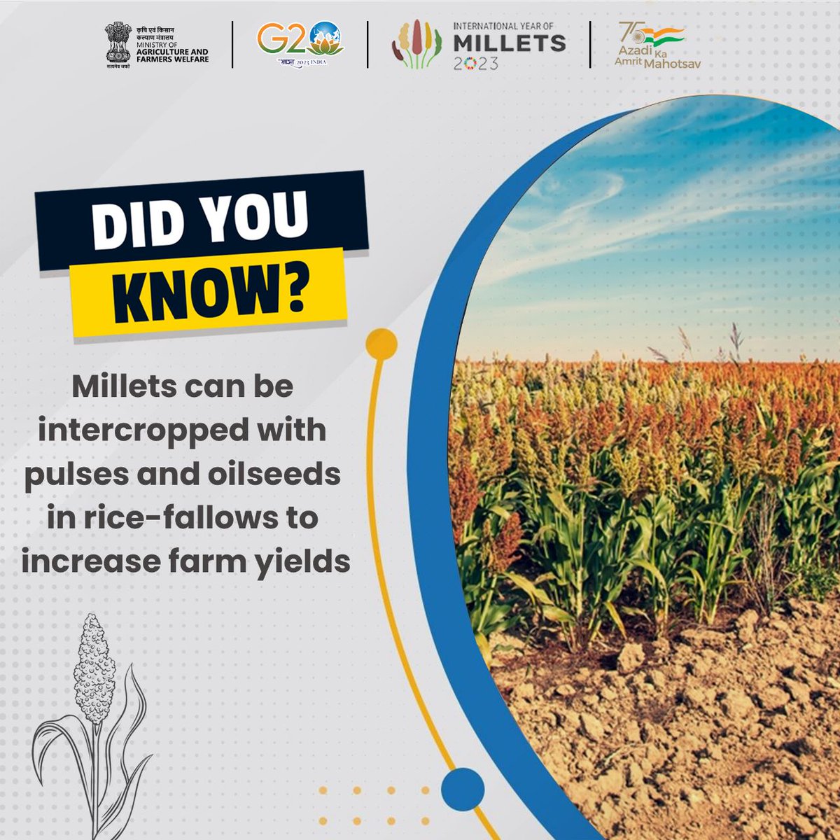 To amplify agricultural yields, cultivators can harness the potential of millets through intercropping with pulses and oilseeds during rice-fallows

#IYM2023 #YearofMillets #ShreeAnna