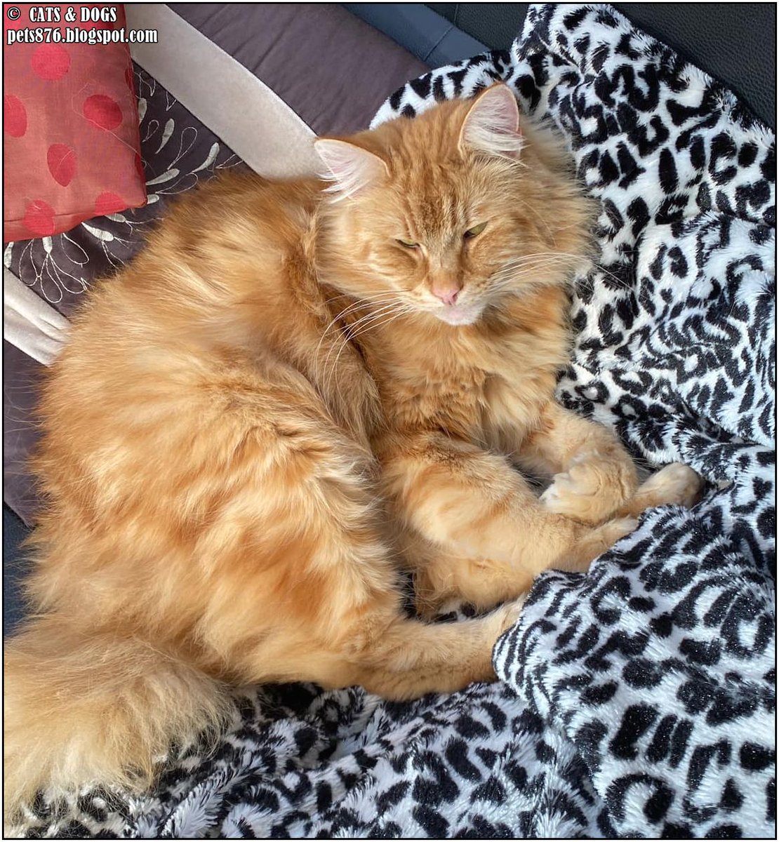 Barney The Cat
Thanx Denise A.
#cat #cats #love #home #life #pets #lovecats #animals #catphoto