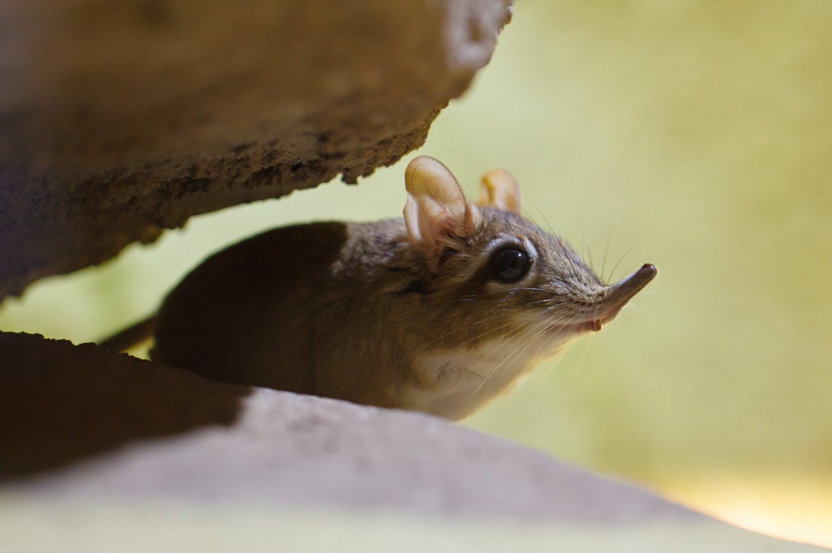 anyway its fun fact time. did you know i based this thing on elephant shrews