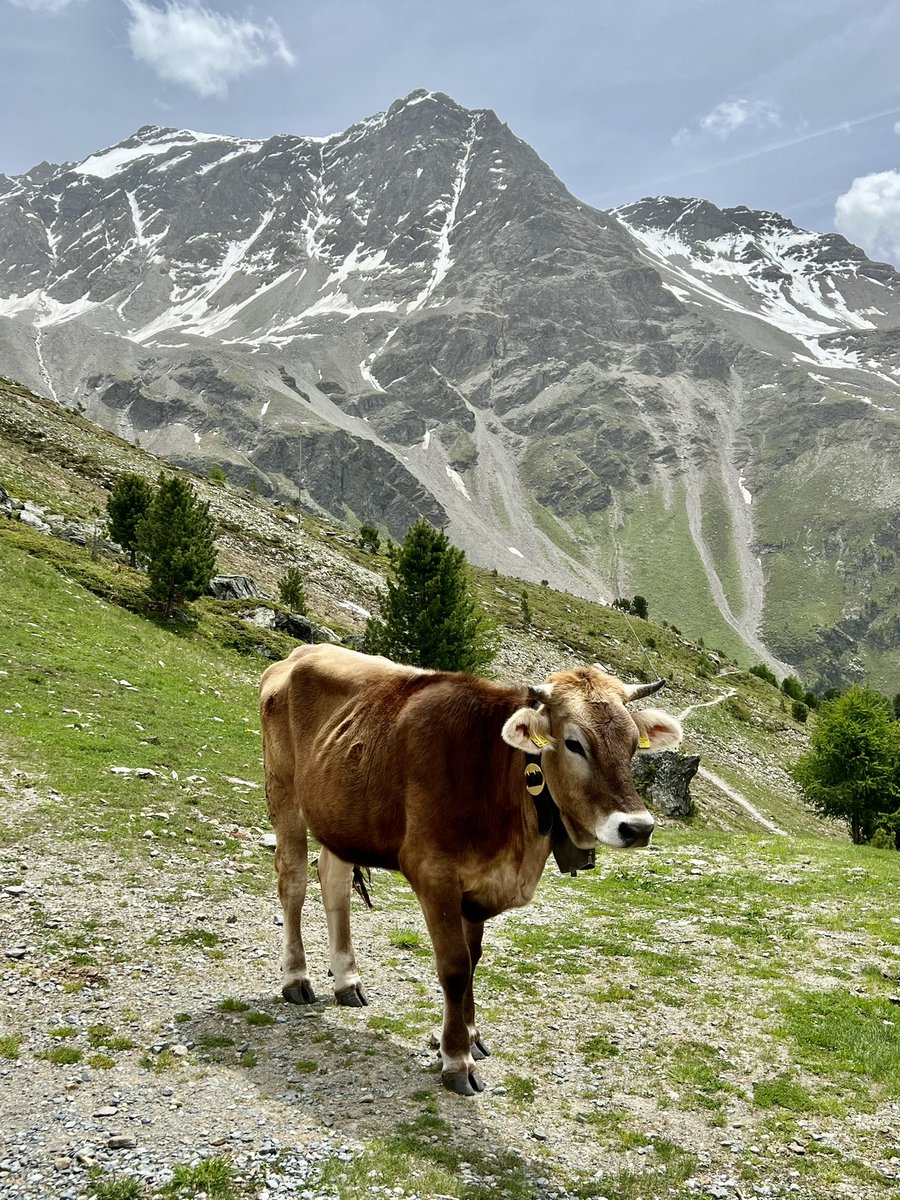 alpenman57's tweet photo. Alpenkoeien: zo fotogeniek!
Bergstation Kanzel #Sulden 2350m https://t.co/dEddPMtDK9