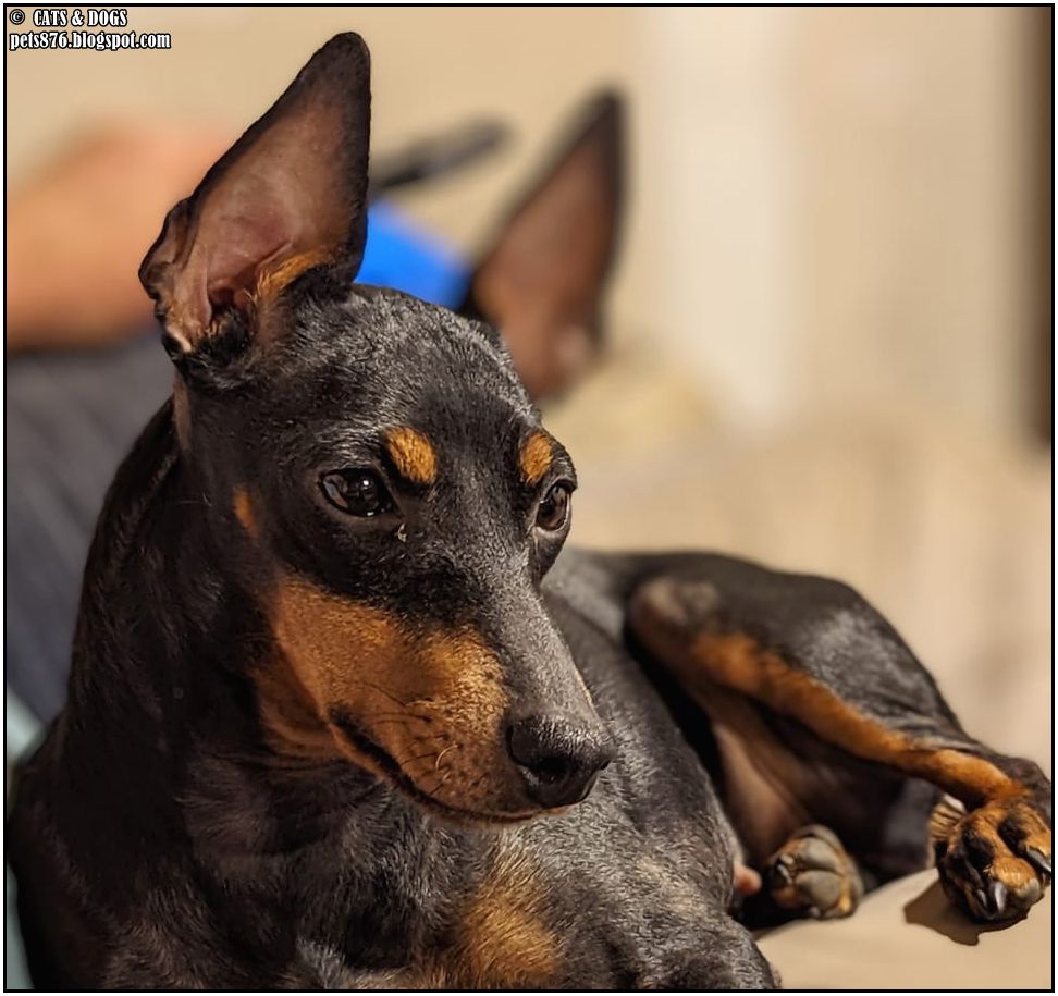 Lydia Manchester Terrier
Thanx Elizabeth T.
#manchester #terrier #dog #dogs #love #home #life #puppy #doglover #animals #pets