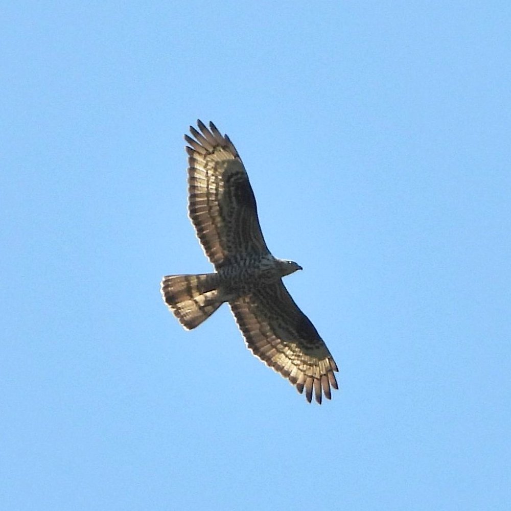 Pernis apivorus · Los abejeros se dejan ver 🐝🦅 🪶🤗  23/6 Oleiros 
#abejeroeuropeo #honeybuzzard #abelleiro #pernisapivorus #avesmigratorias #aves #birds #faunadeOleiros #Galicia