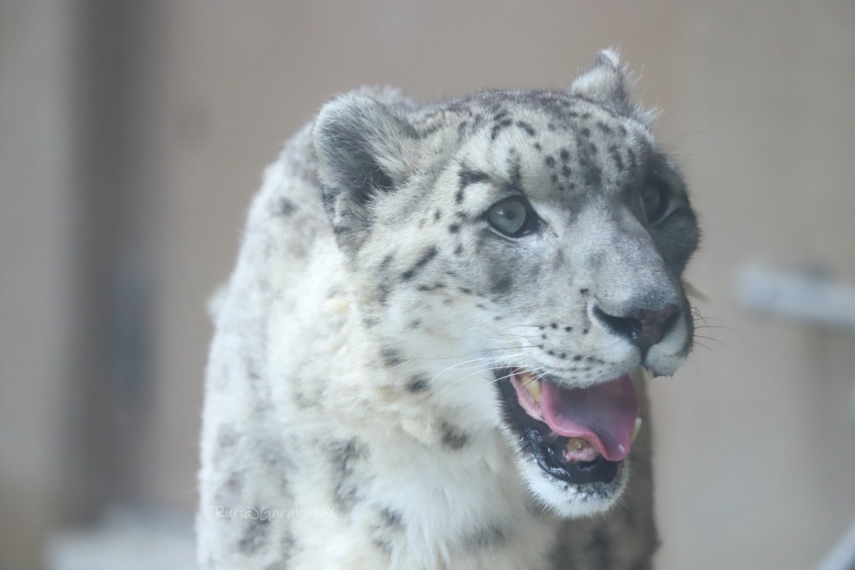 円山写ん歩
にっこにこー
***
Maruyama zoo walk
Smile
***
🐾
🐾
#円山動物園 #ユキヒョウ #アクバル
#maruyamazoo #snowleopard #akbar