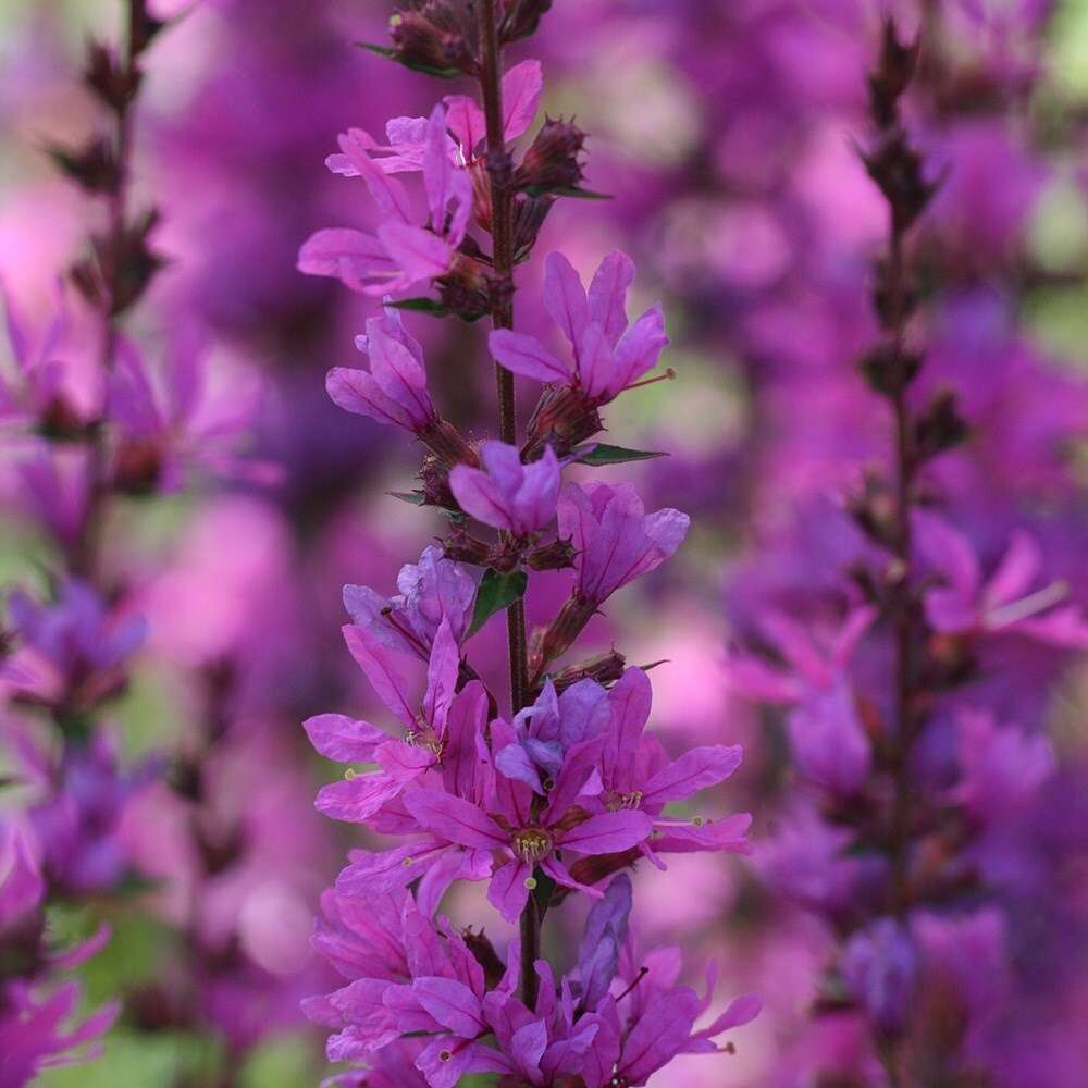 Introducing the captivating Lythrum Salicaria Swirl #FlowerOfTheWeek 💜

This enchanting perennial will bring a swirl of colour to your garden.  With its vibrant blooms and graceful presence, it's a real showstopper.

Tap to shop or discover the magic at primrose.co.uk/lythrum-salica…