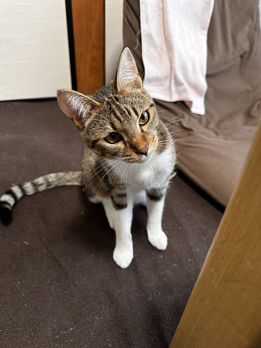 sinseisaint's tweet image. きなこを洗いました
＃今日のきなこ