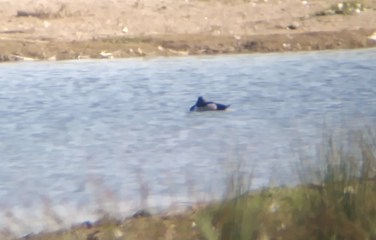 @Leostoff relocated the RING-NECKED DUCK again at Carlton Marshes at 08.30; still present at 09.00.
