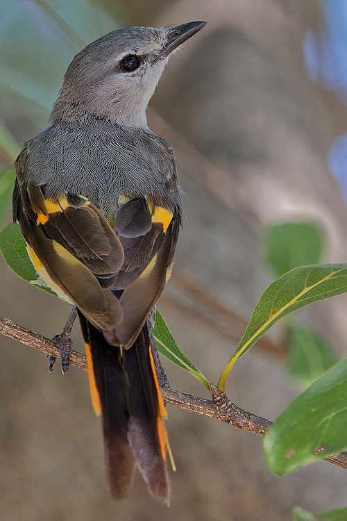 vafaned's tweet photo. #Birdwatching at #AncientCity, #เมืองโบราณ in #Bangkok and I ran in to some #gorgeous #birds that I have not seen for many years
#Female and #male Small #Minivet, #นกพญาไฟเล็ก
#birds #birdwatching #naturephotography #TwitterNatureCommunity #birdphotography #ornithology https://t.co/Tha1Qn22XH