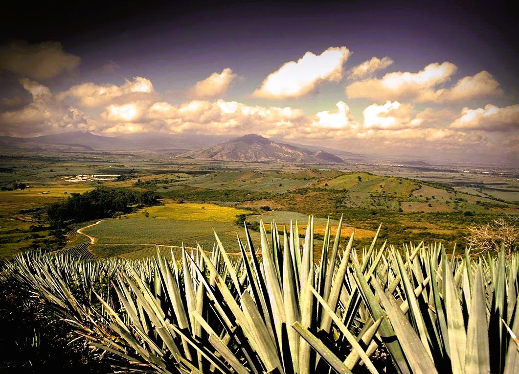 Agave Landscape of Tequila - Mexico bit.ly/46nokCa

The 34,658 ha site, between the foothills of the Tequila Volcano and the deep valley of the Rio Grande River, i...

5 wallpapers

#Tequila #Mexico #agave  #travel #tourism #UNESCO #werelderfgoed #WorldHeritage #世界遗产