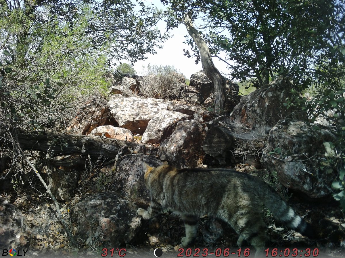 El seguimiento de gato montés en el Parque Natural de Las Lagunas de Ruidera sigue dando resultados positivos. Gran noticia de una especie muy amenazada.