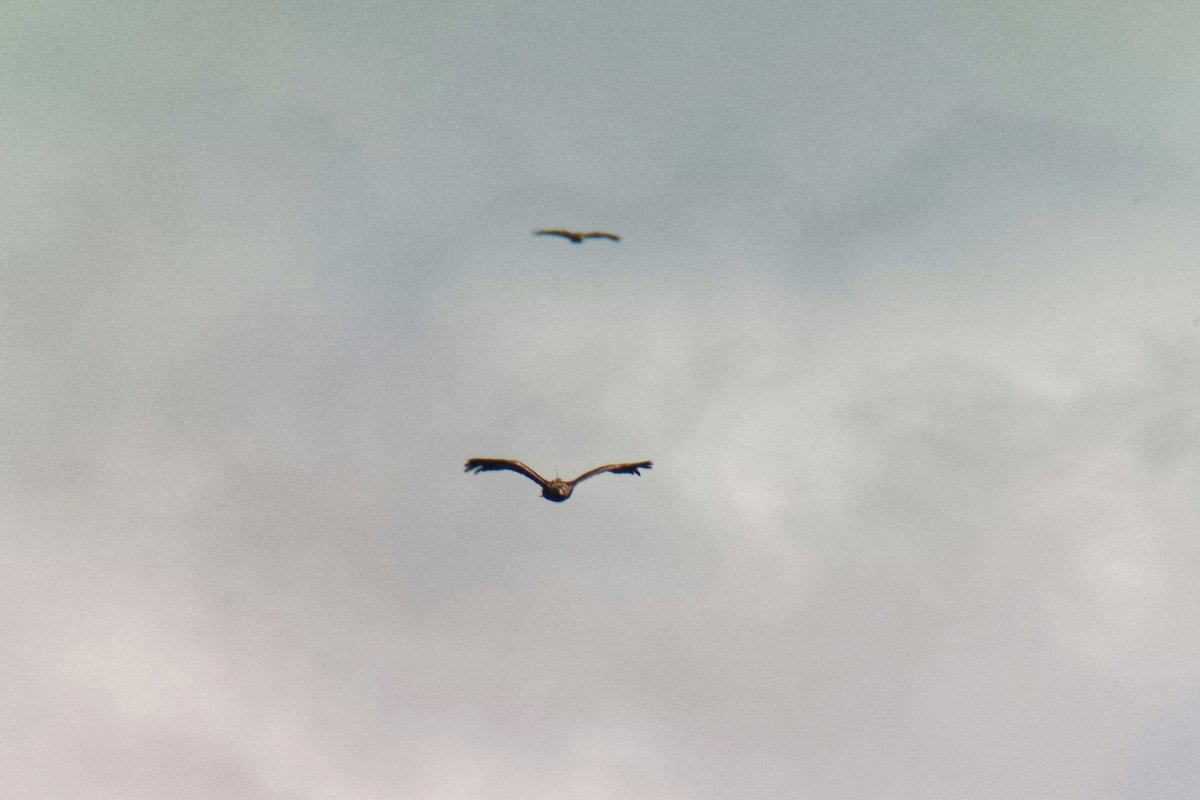LapwingEcology's tweet photo. High summer in the hills this week #ecology #ornithology #fasciation https://t.co/QIfbMFXuYd